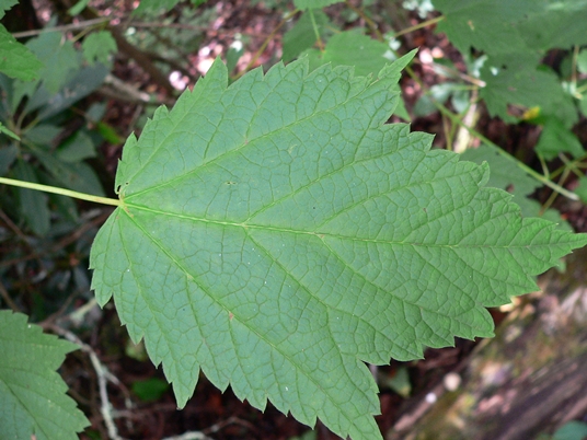 {Acer spicatum}